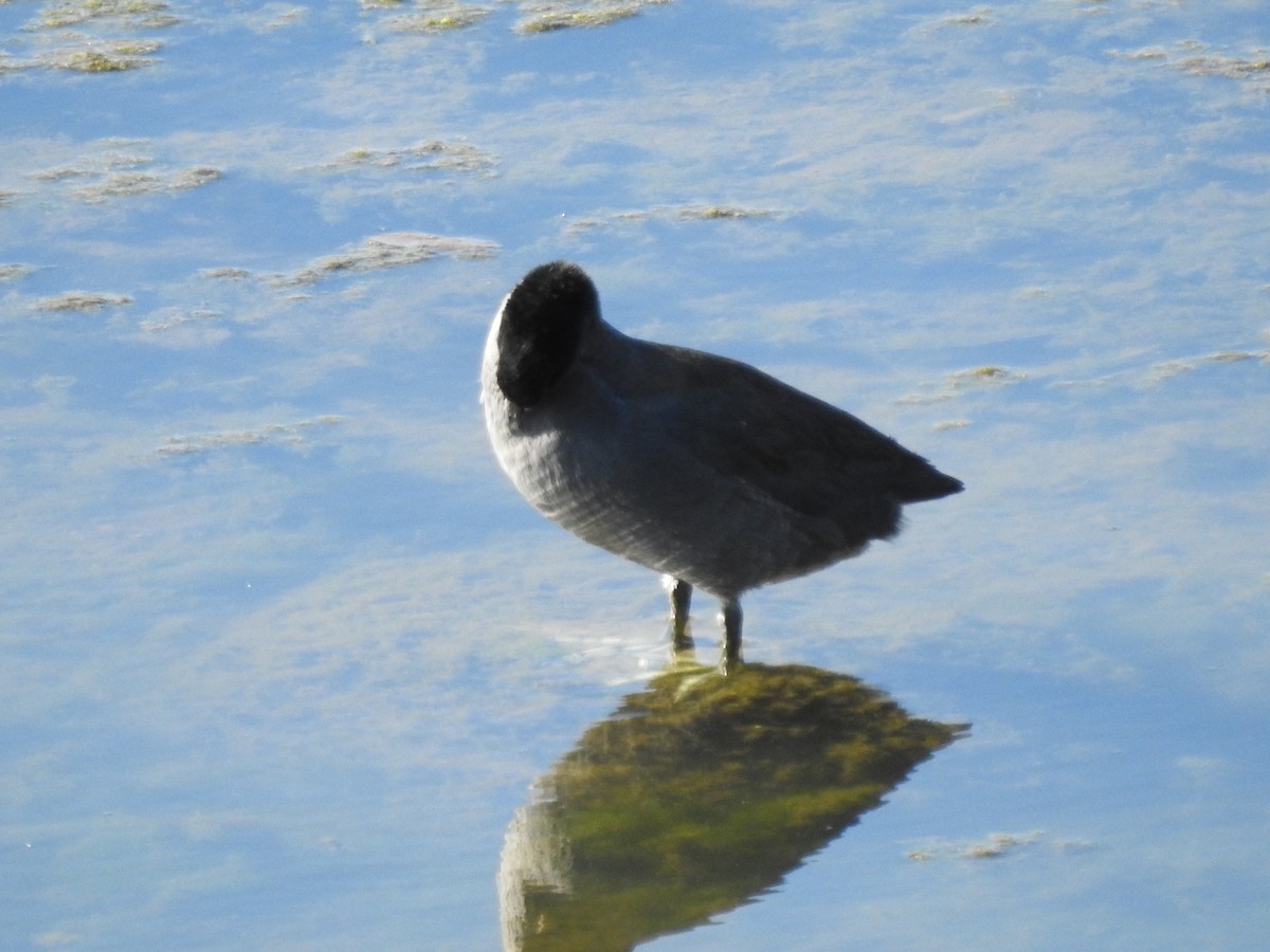 American Coot - ML643511713