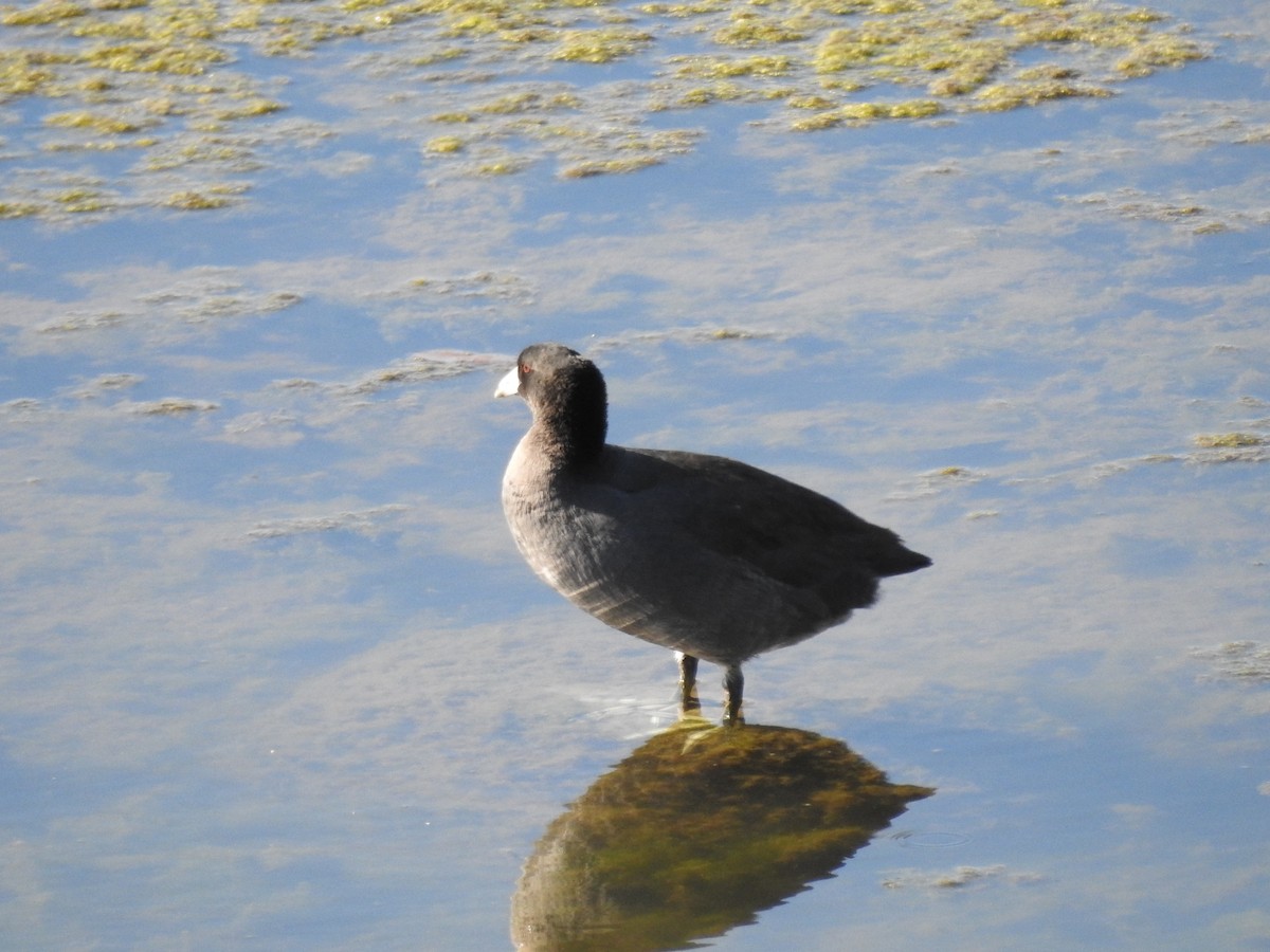 American Coot - ML643511714