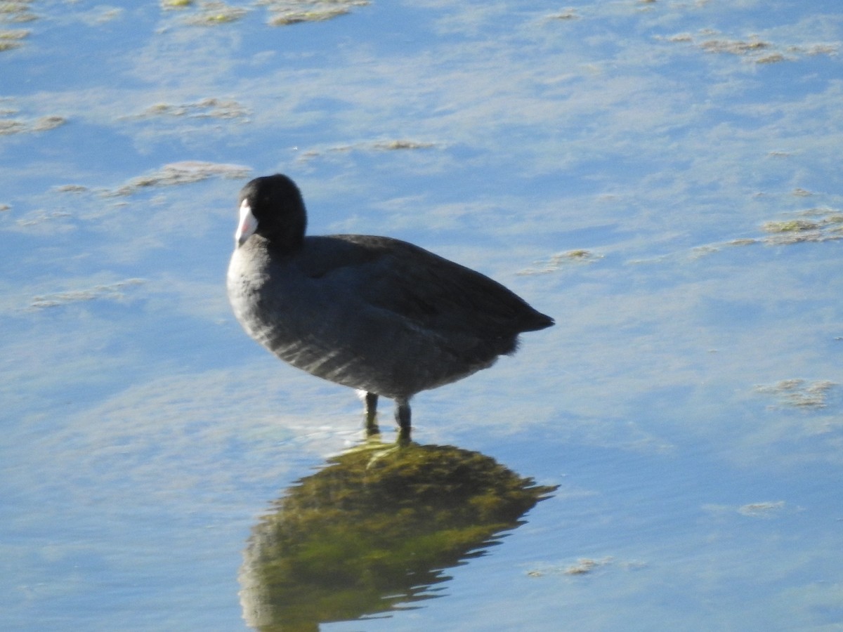 American Coot - ML643511715
