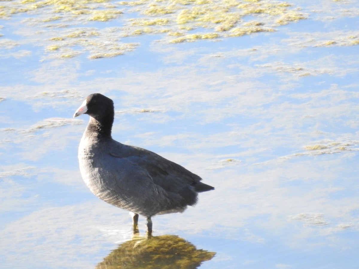American Coot - ML643511716