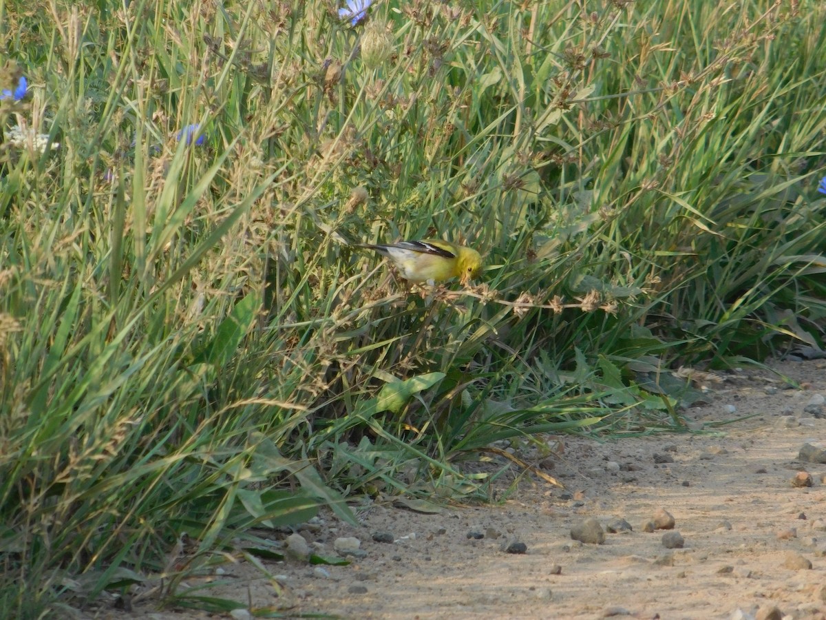 Chardonneret jaune - ML643511728