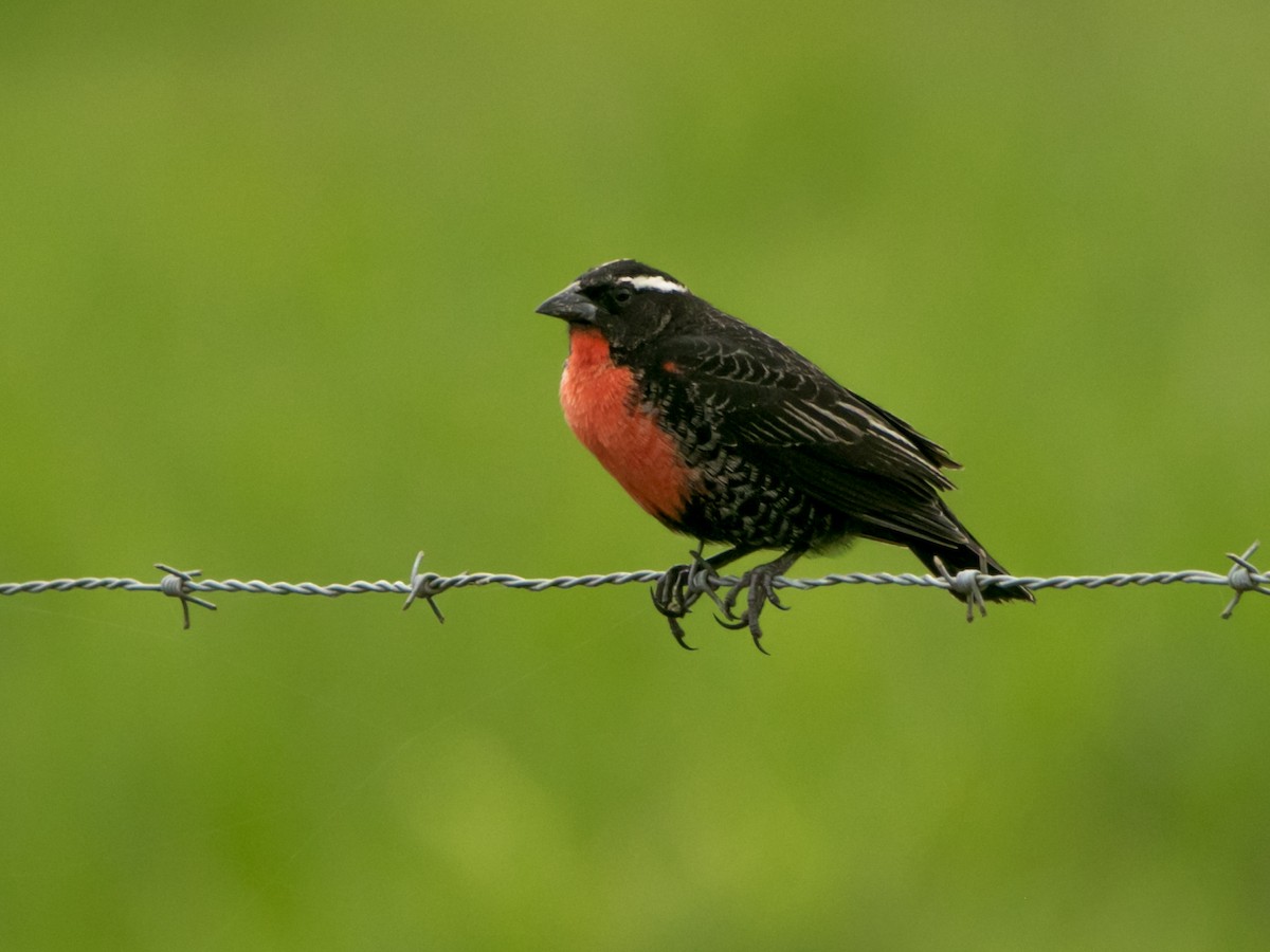 White-browed Meadowlark - ML643511731