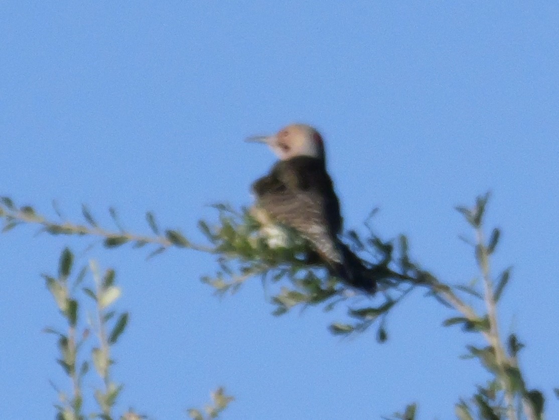 gullspett (auratus/luteus) - ML643511733