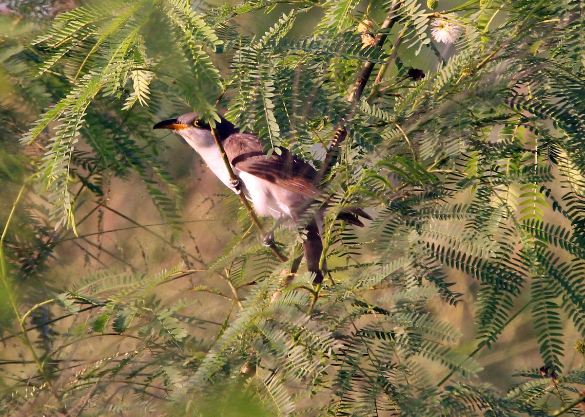 Yellow-billed Cuckoo - ML643511736