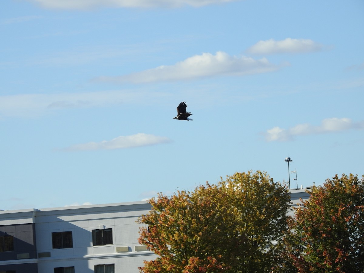 Bald Eagle - ML643511745