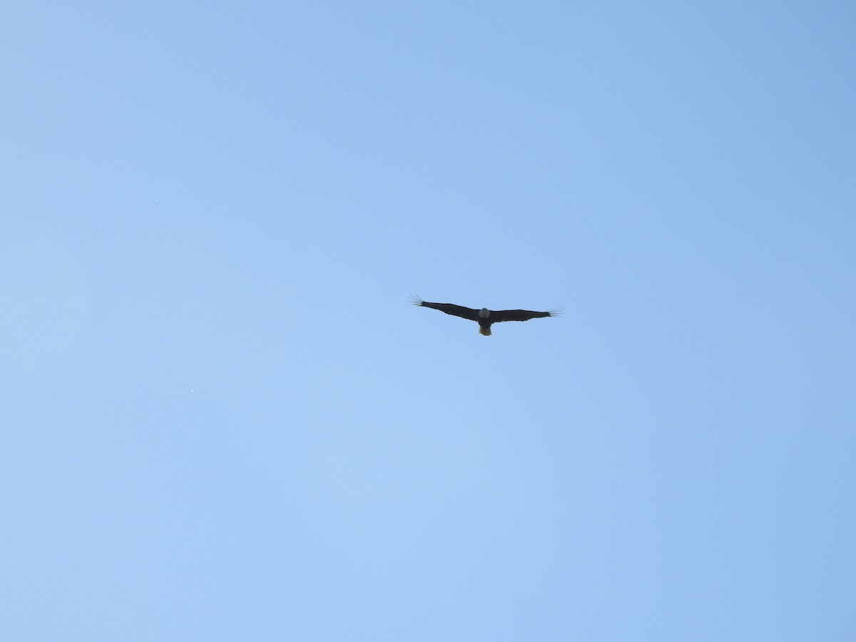 Bald Eagle - ML643511746