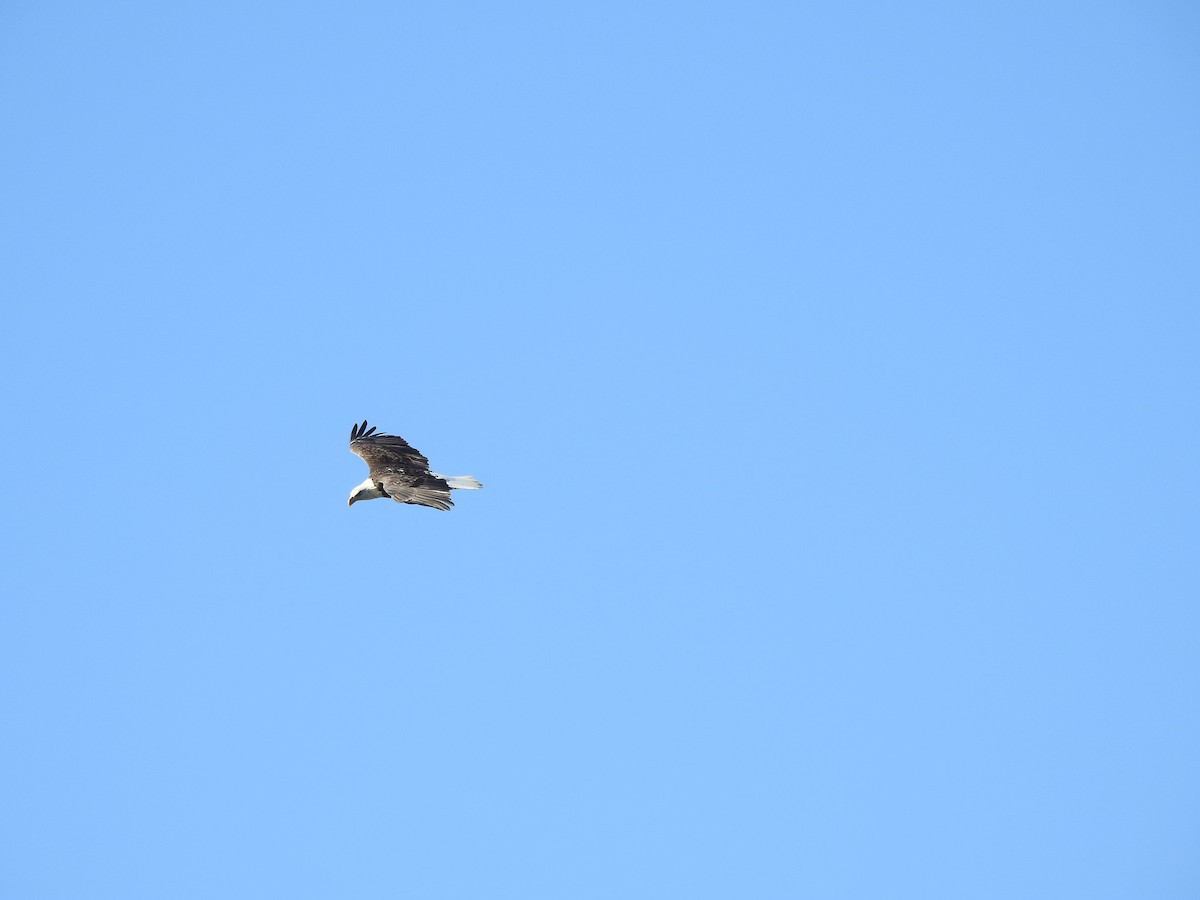 Bald Eagle - ML643511748