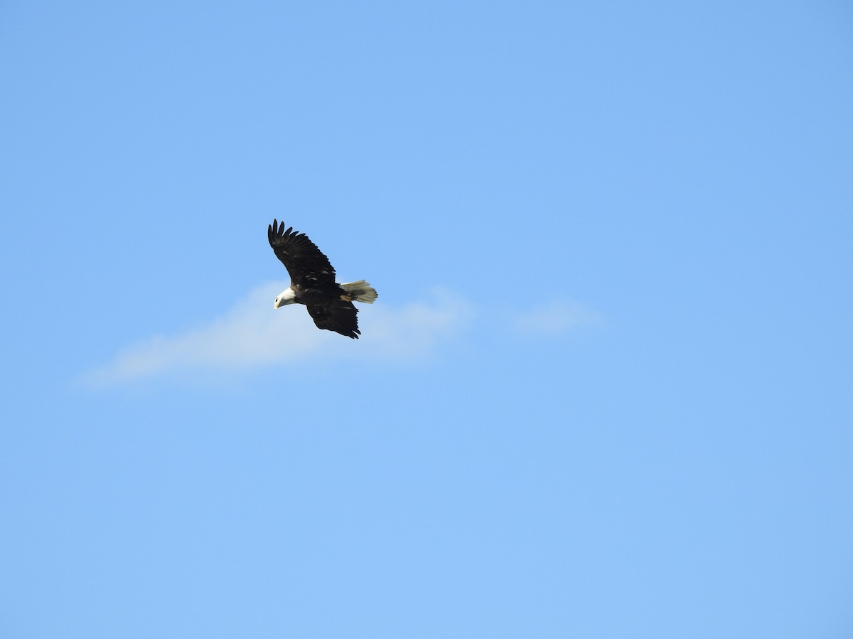 Bald Eagle - ML643511749