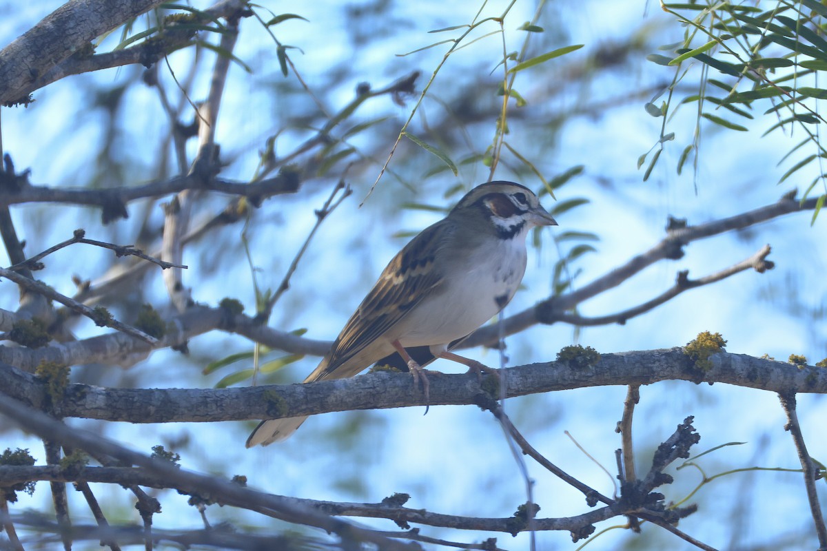 Lark Sparrow - ML643511764