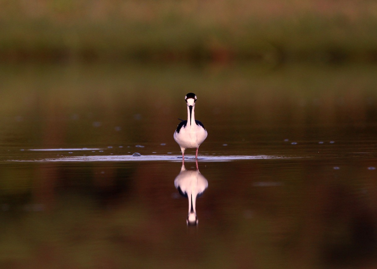 Black-necked Stilt - ML643511788