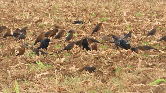Boat-tailed Grackle - ML643511790