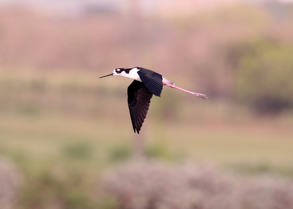 Black-necked Stilt - ML643511795