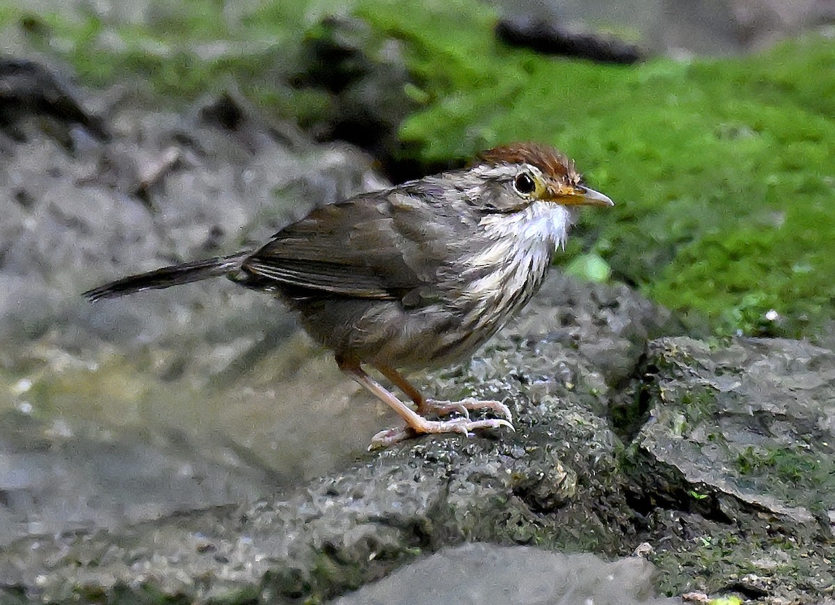 Puff-throated Babbler - ML643511796