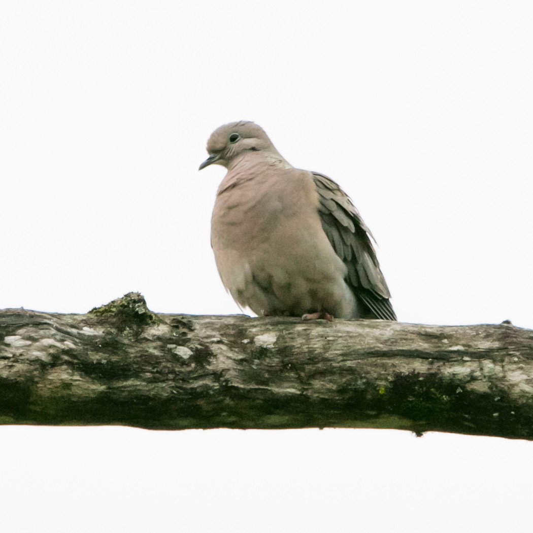 Eared Dove - ML643511814