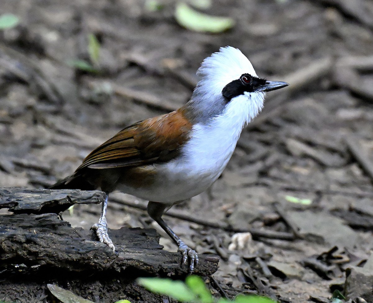 White-crested Laughingthrush - ML643511818