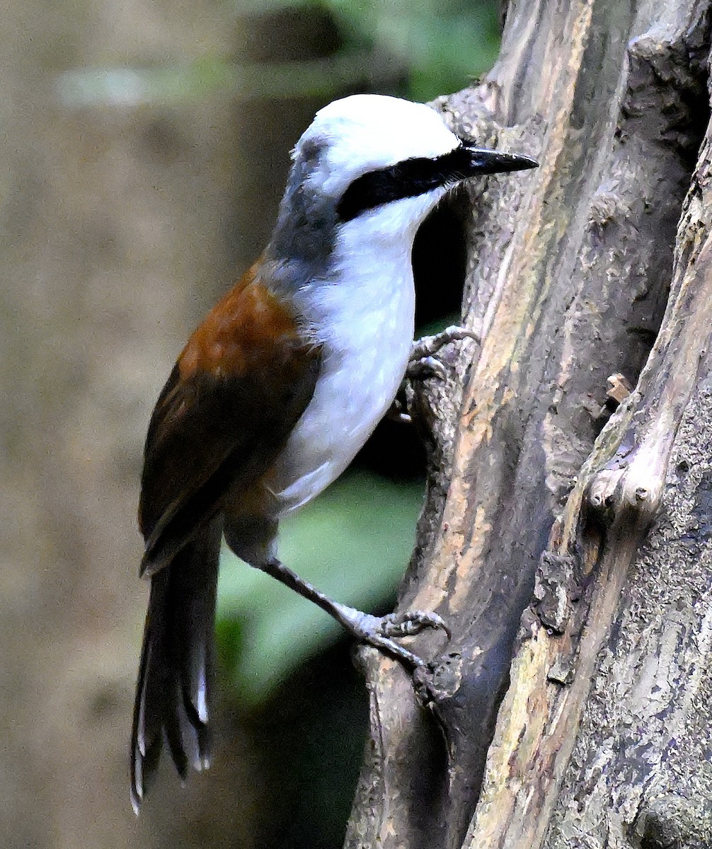White-crested Laughingthrush - ML643511819