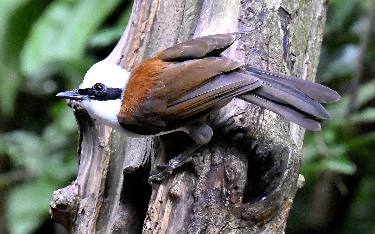 White-crested Laughingthrush - ML643511820
