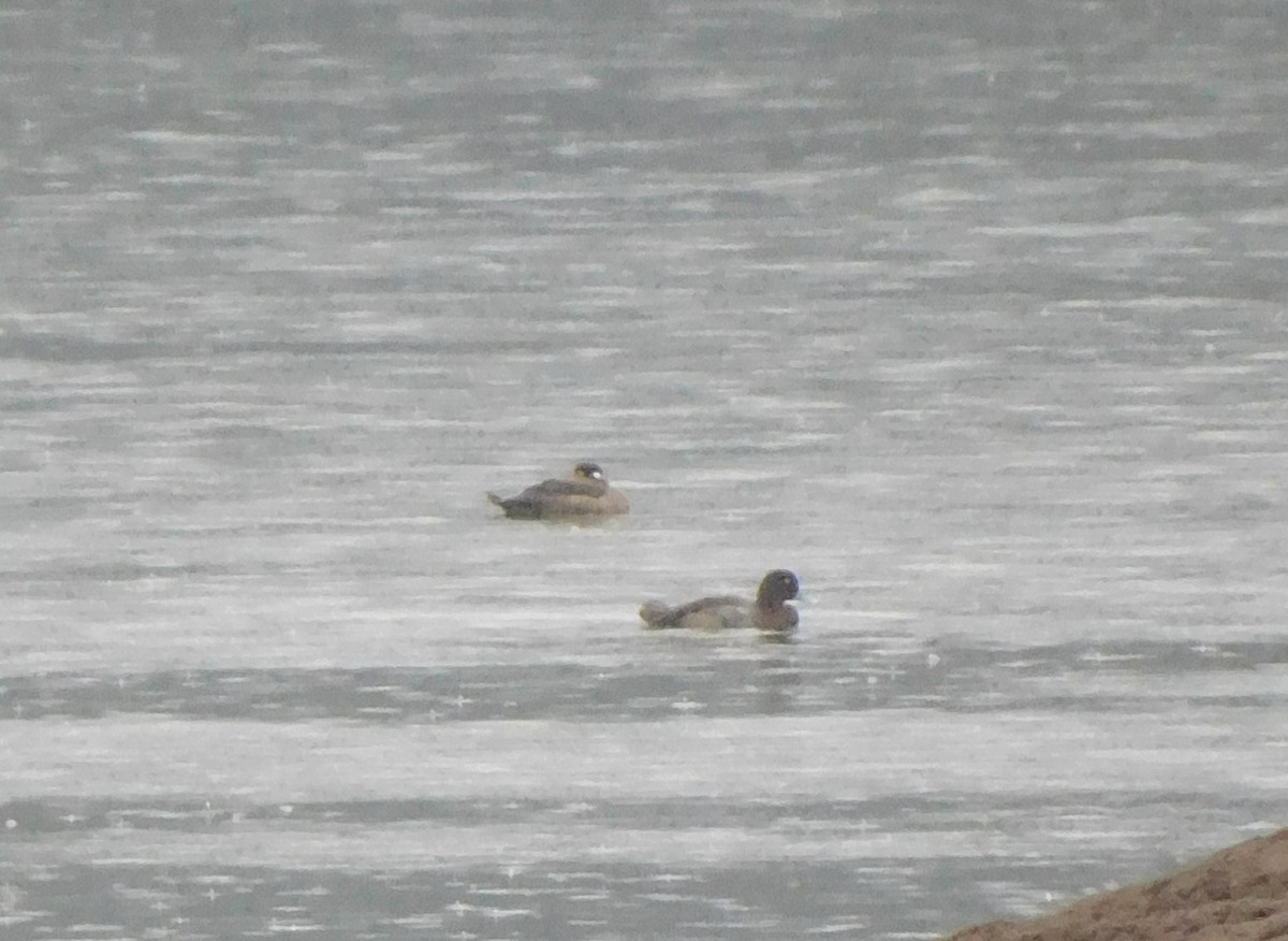 Surf Scoter - ML643511822