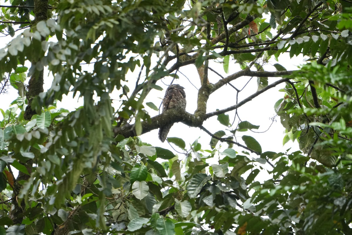 Great Potoo - ML643511836