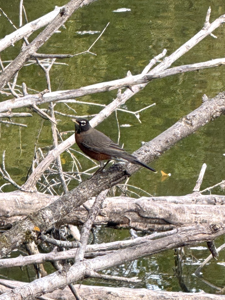 American Robin - ML643511837