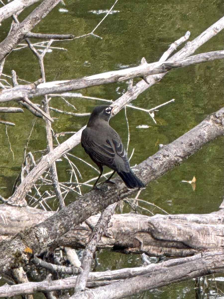 American Robin - ML643511838