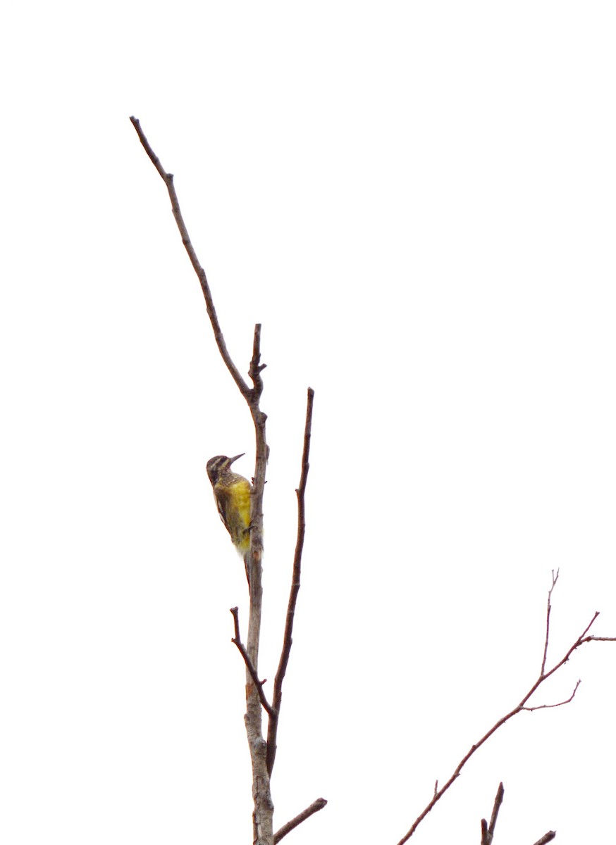 Yellow-bellied Sapsucker - ML643511839