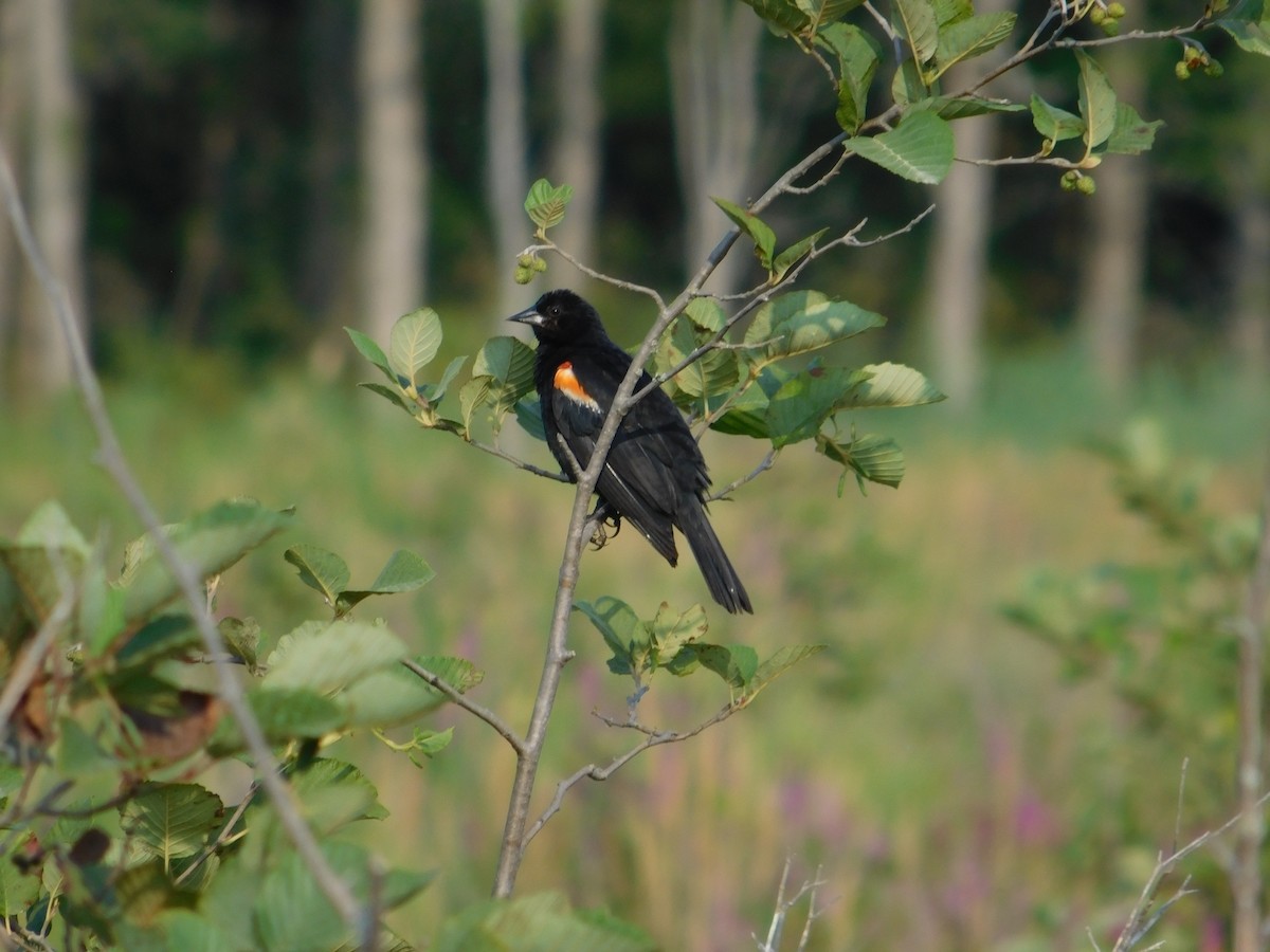 Red-winged Blackbird - ML643511840