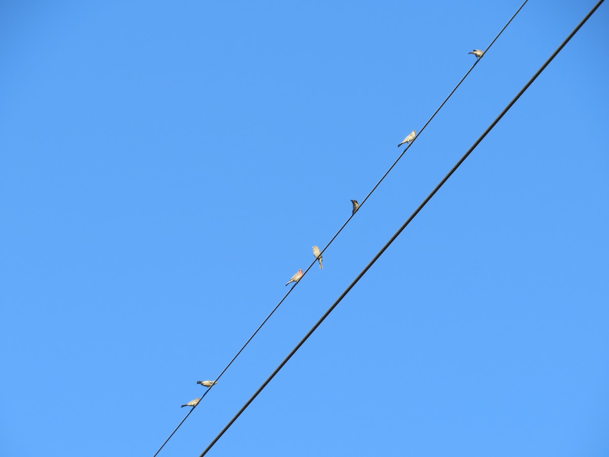 House Finch - ML643511851