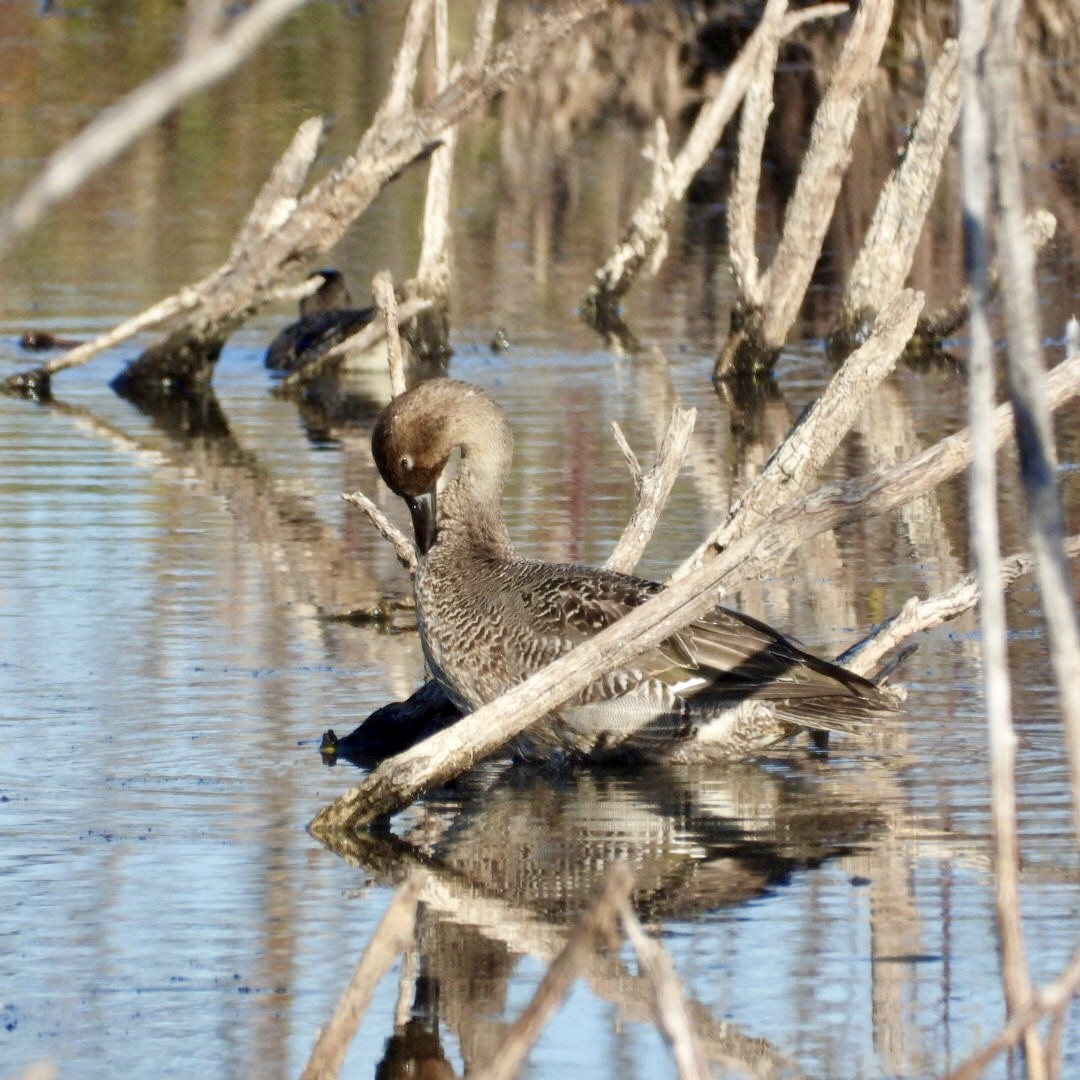 Northern Pintail - ML643511856