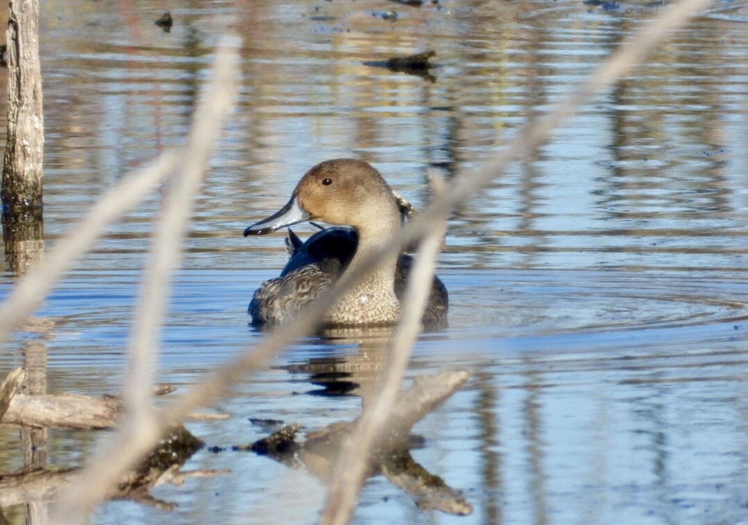 Northern Pintail - ML643511857