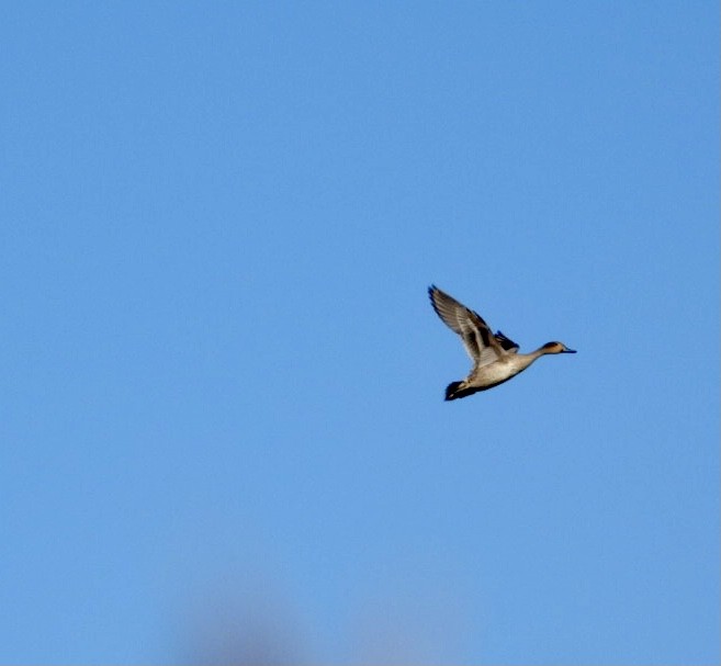Northern Pintail - ML643511858
