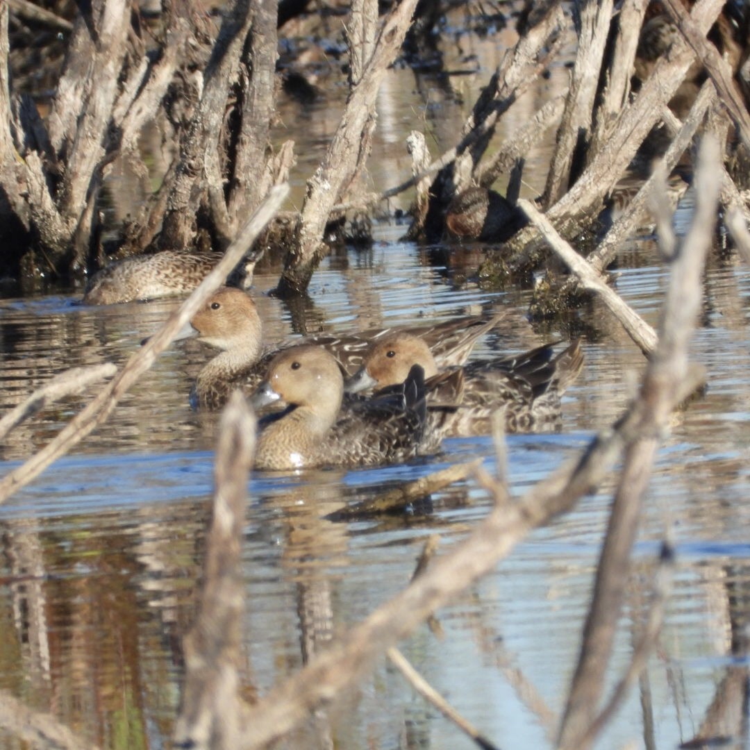 Northern Pintail - ML643511859