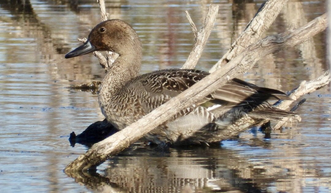 Northern Pintail - ML643511860