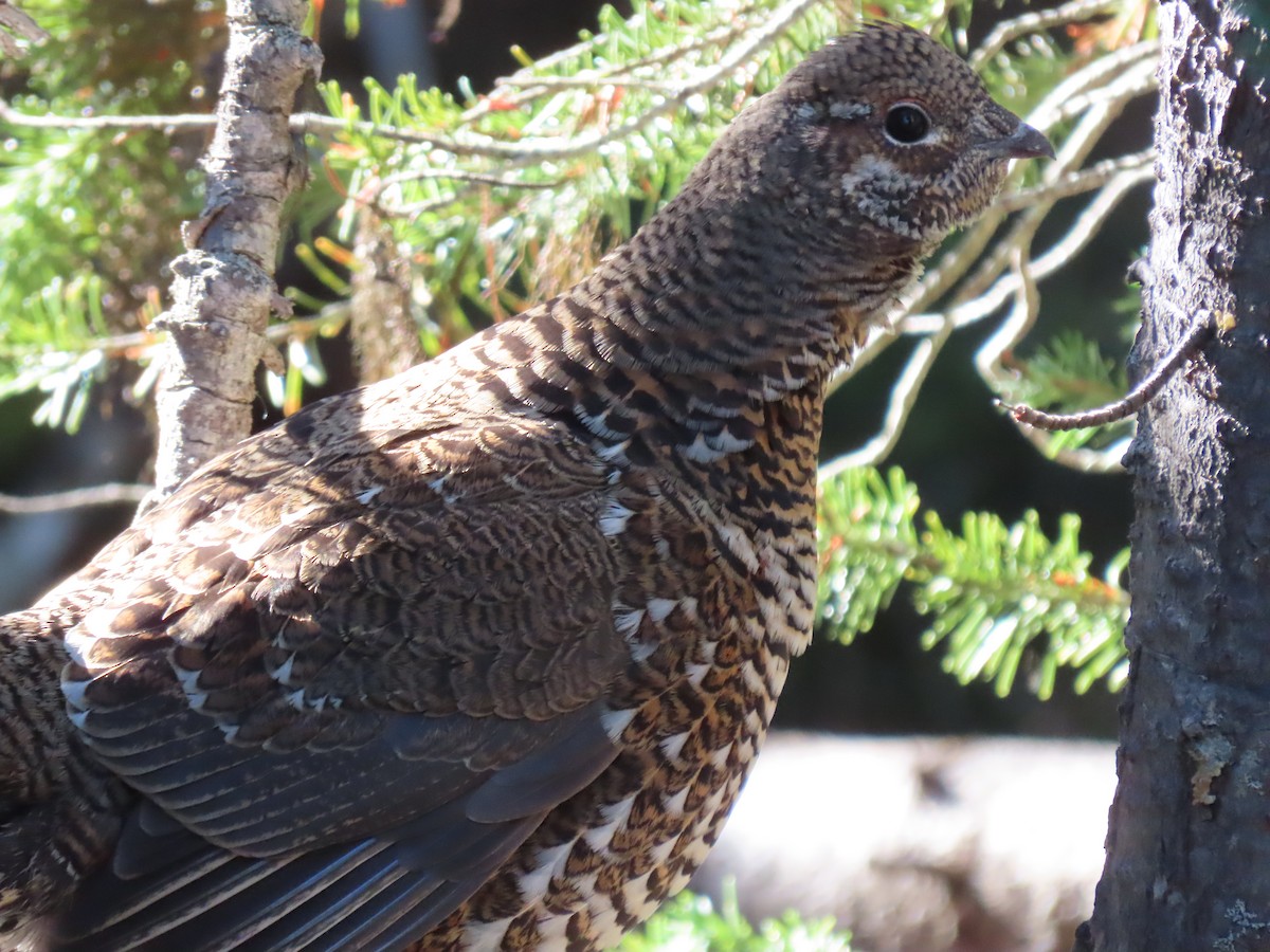 Spruce Grouse - ML643511863