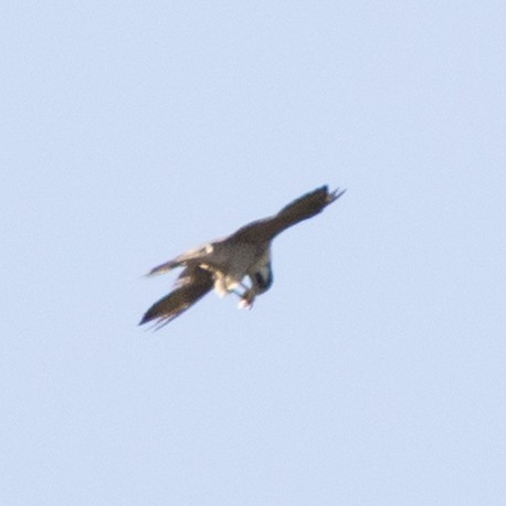 Peregrine Falcon - ML643511866