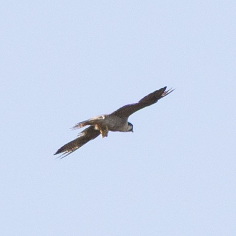 Peregrine Falcon - ML643511867