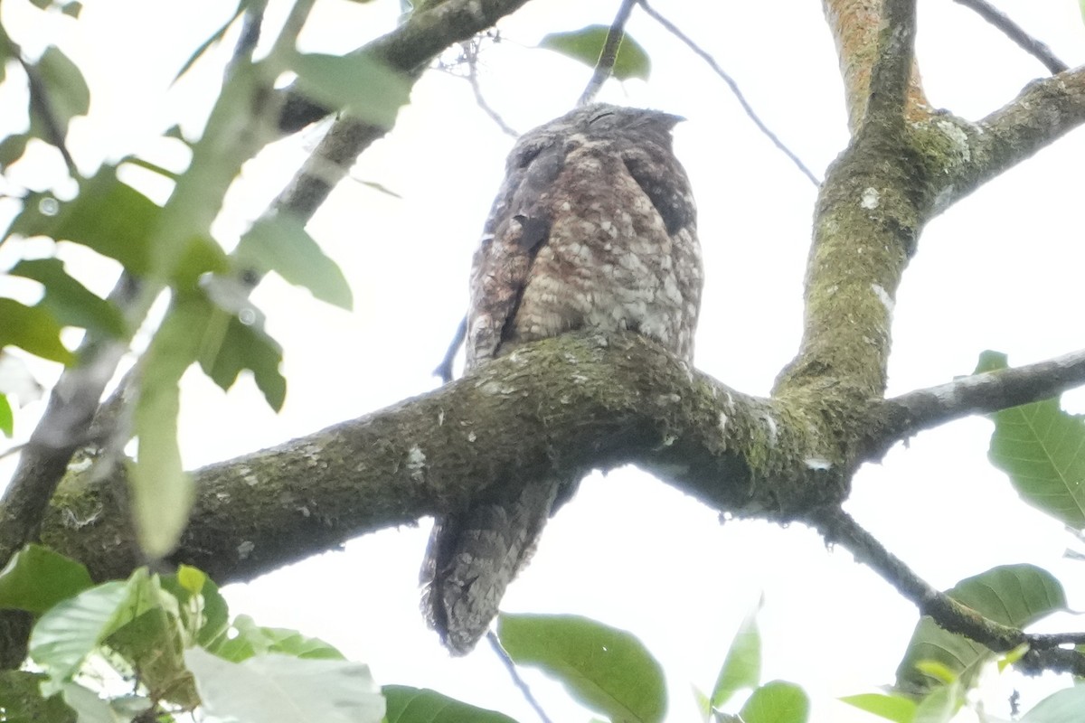 Great Potoo - ML643511879
