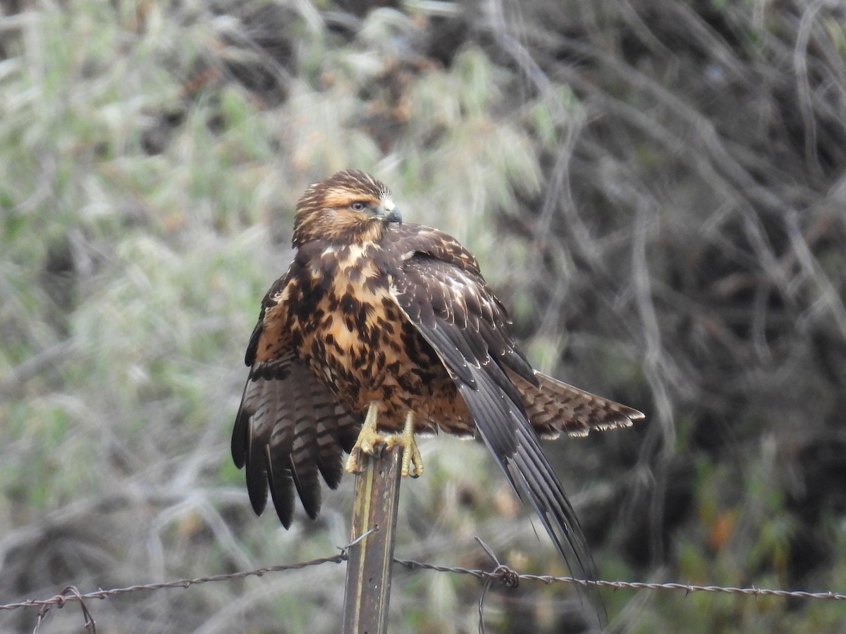 Swainson's Hawk - ML643511900