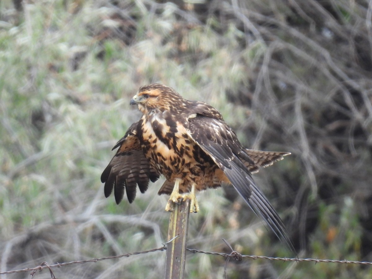 Swainson's Hawk - ML643511901