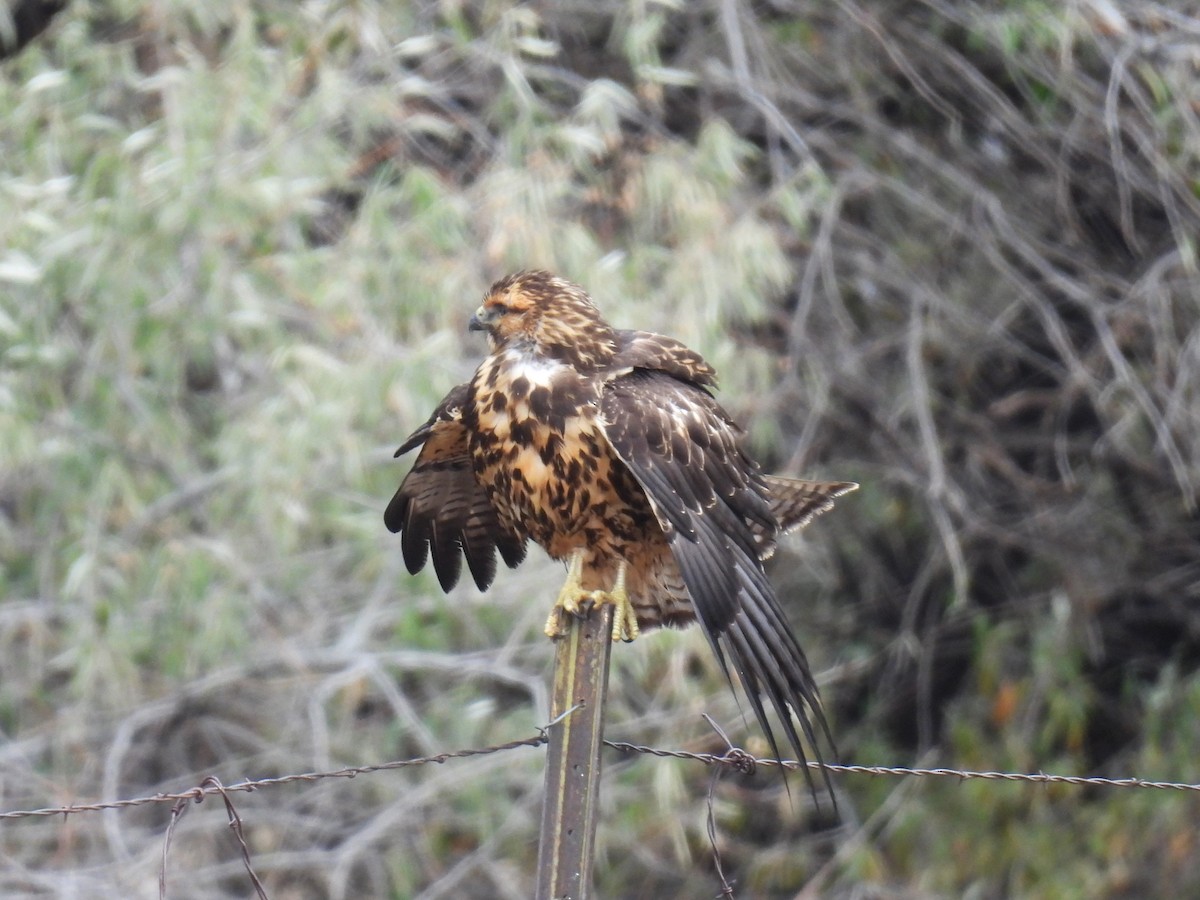 Swainson's Hawk - ML643511902