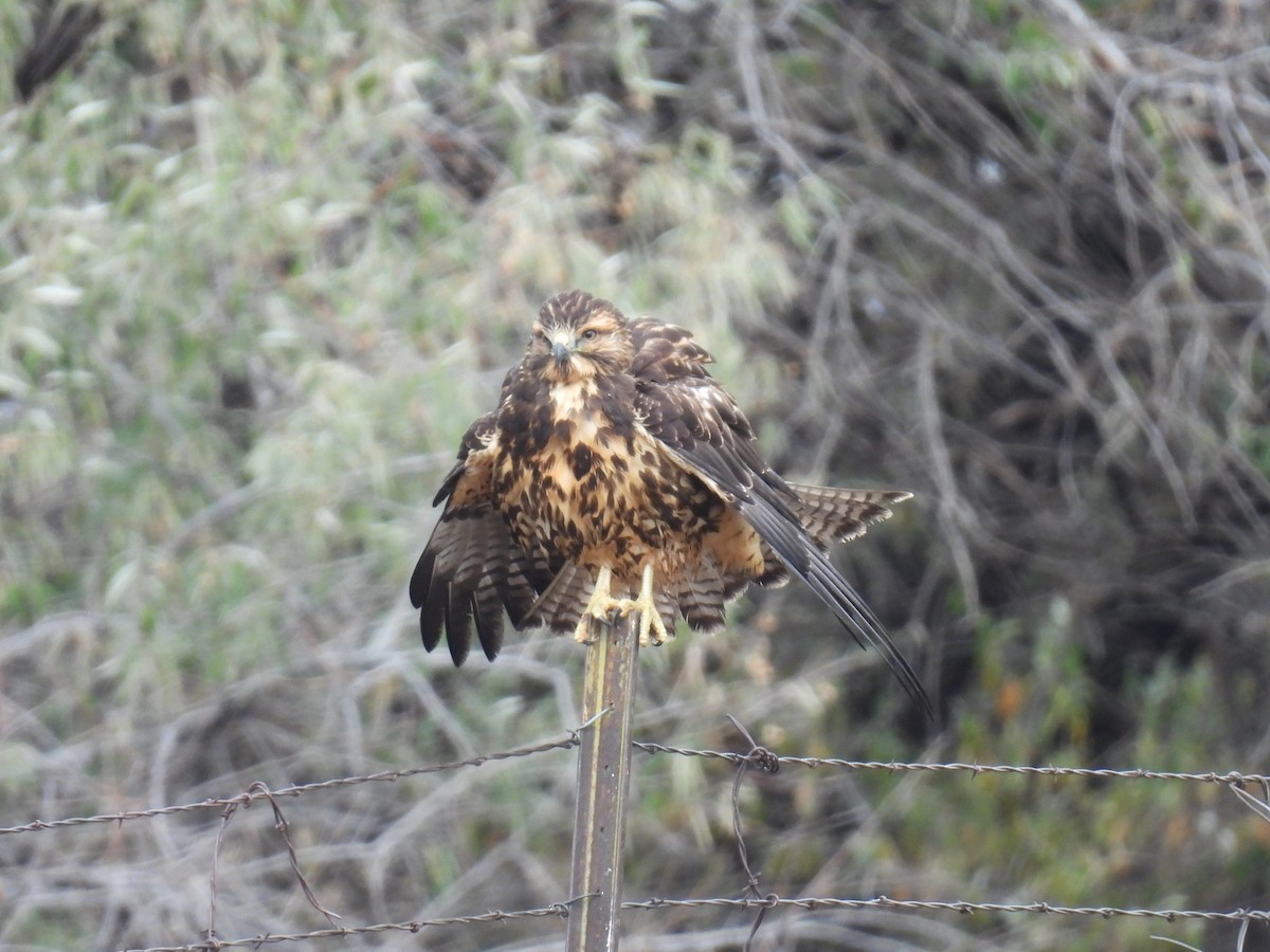 Swainson's Hawk - ML643511904