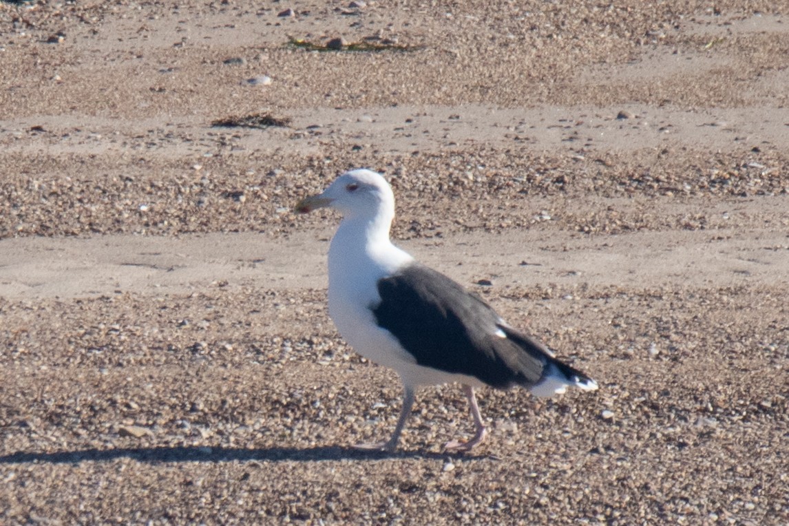 Great Black-backed Gull - ML643511912