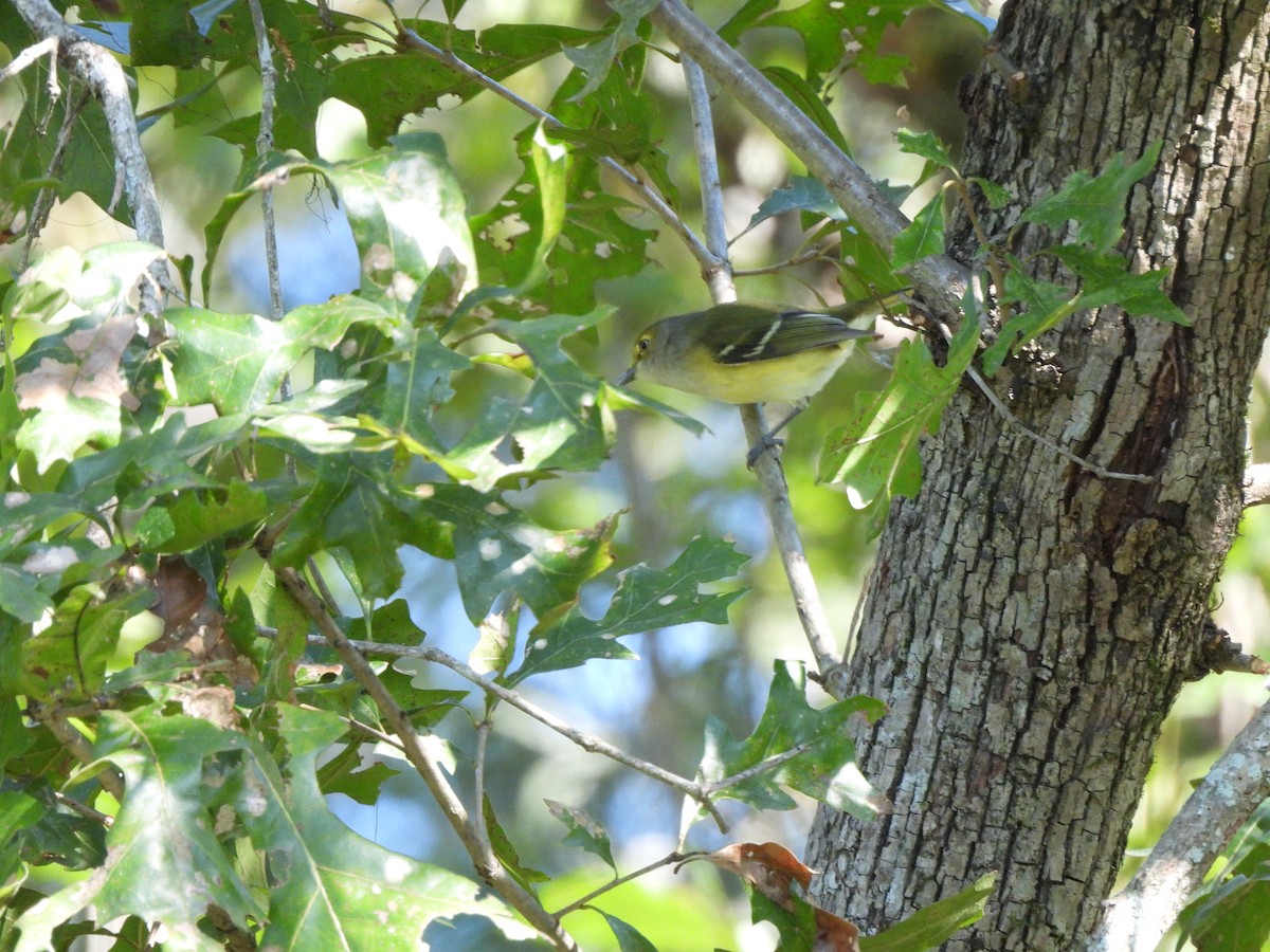 Vireo Ojiblanco - ML643511918
