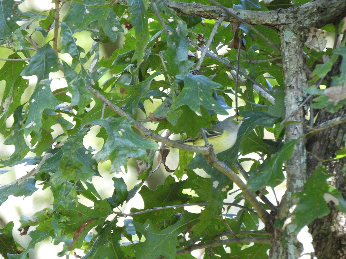 Vireo Ojiblanco - ML643511919