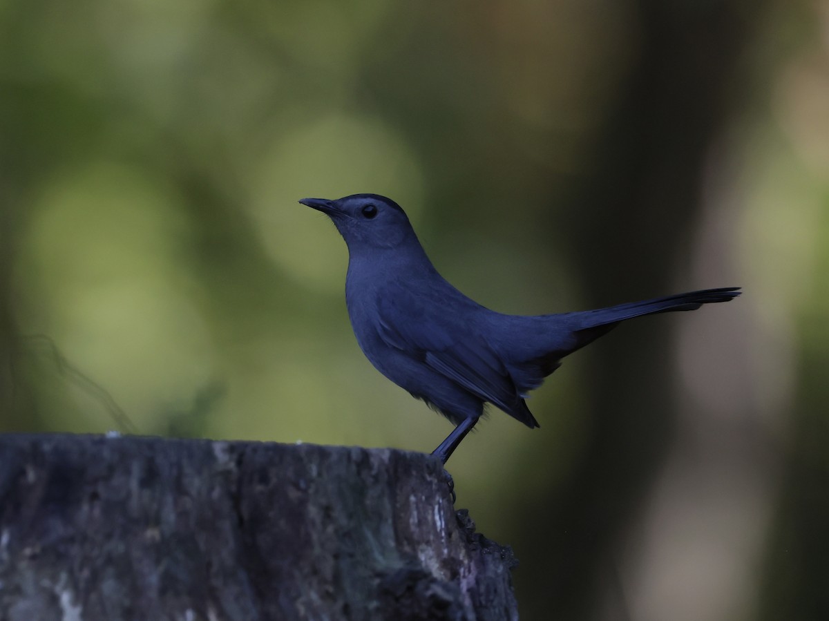 Gray Catbird - ML643511920