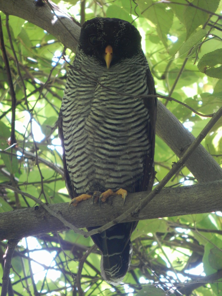Black-and-white Owl - ML643511923