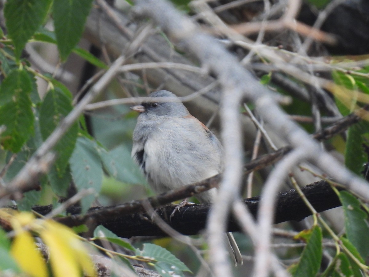 Junco Ojioscuro (caniceps) - ML643511938