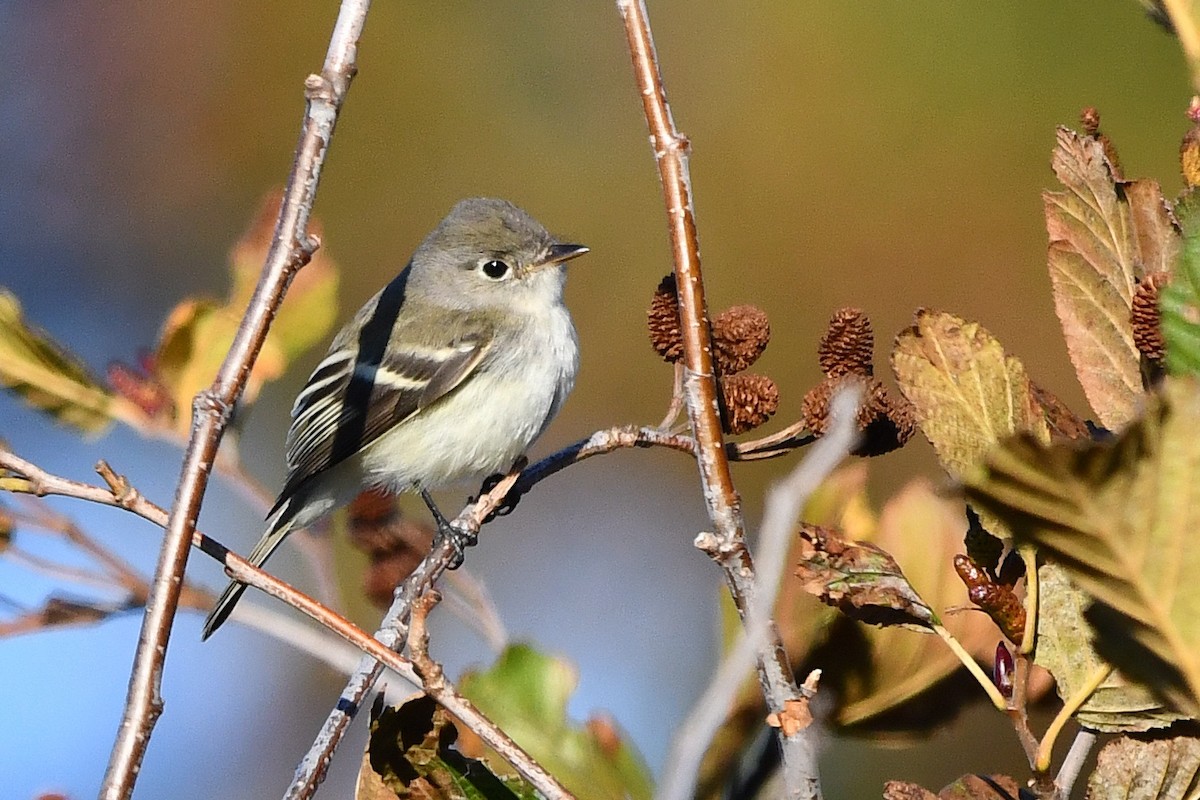 tyranovec malinký - ML643511945