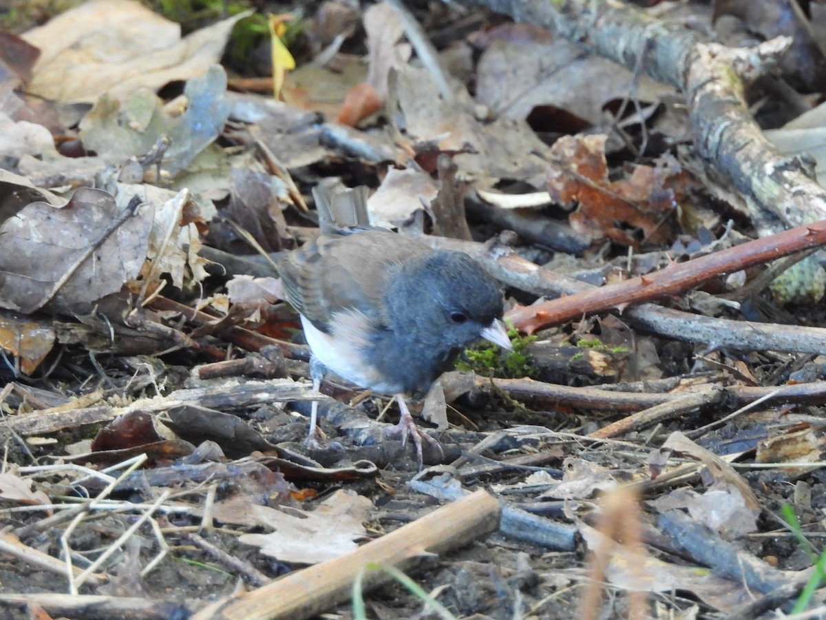 Junco Ojioscuro - ML643511947