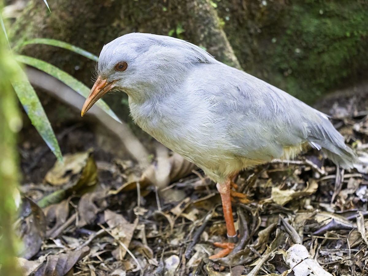 Kagu - ML643511960